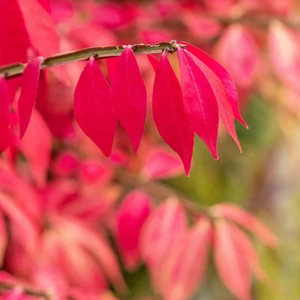 Euonymus 'Chicago Fire'